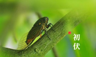 2021年入伏和出伏时间是什么 2021年入伏和出伏的时间