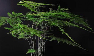 怎样使文竹又绿又茂盛（怎么能让文竹叶子茂盛）