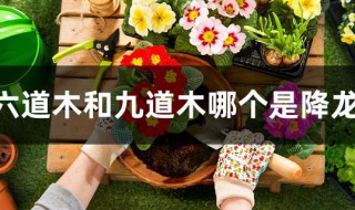 六道木和九道木哪个是降龙木（降龙木六道好还是九道好有什么区别）