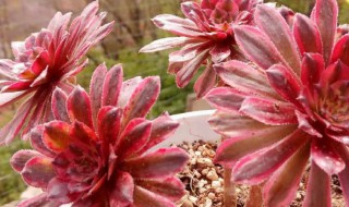 红覆轮多肉怎么养殖 红覆轮多肉怎么养,做好这5点哦