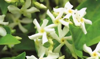 风车茉莉有毒吗?可以家养吗 风车茉莉有毒吗?可以家养吗视频