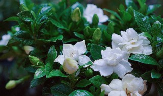 栀子花烂根如何抢救（栀子花烂根如何抢救贴吧）