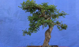 对节白蜡盆景的养护及注意事项（对节白蜡盆景如何养护）