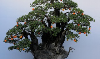 金弹子阴芽生桩怎么栽 金弹子生桩发芽