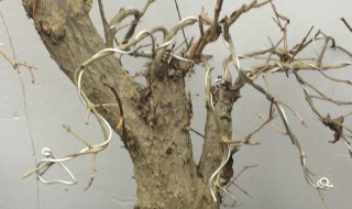 如何判断石榴桩死了没有 石榴下山桩多久发芽