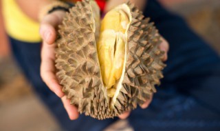 榴莲生长环境要求（榴莲的生长环境和条件）