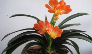 君子兰换土后第一次浇水注意（君子兰换土后第一次浇水注意事项）