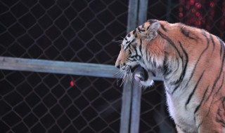 马戏团怎么训练老虎（马戏团怎么训练老虎狮子）