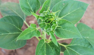 向日葵叶子变黄的原因 向日葵叶子变黄的原因是