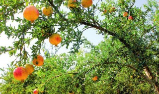 石榴树干枯了还能活吗 石榴树干枯了还能活吗图片