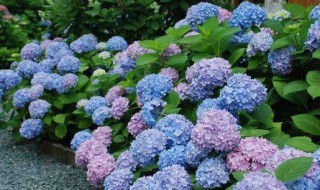 绣球花会变色吗（绣球花怎么会变色）