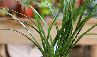 兰花翻盆后多久浇水（兰花翻盆后多久浇水合适）