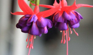 灯笼花的寓意和象征 灯笼花代表什么象征意义