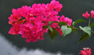 三角梅的修剪时间和方法（三角梅什么时间修剪和剪法）