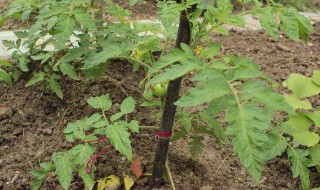 西红柿打顶方法 西红柿什么时间打顶好,如何进行打顶?