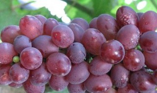 玫瑰香葡萄种植技术与管理 玫瑰香葡萄种植技术与管理视频