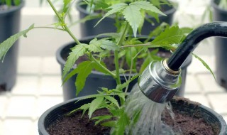 养花卉制作的浇水神器（自制花盆浇水神器）