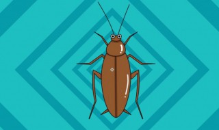 消灭蟑螂小窍门 消灭蟑螂小窍门洗洁精