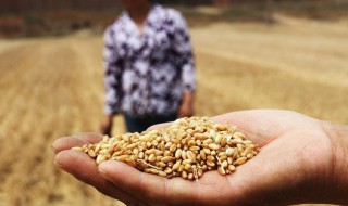 如何保障我国粮食安全（大学生如何保障我国粮食安全）