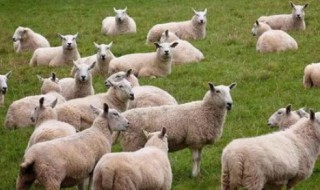正确养羊小窍门儿方法 最简单的养羊方法