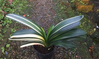 彩兰君子兰养殖小窍门 君子兰彩兰如何施肥