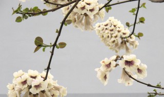 清明时节开什么花（清明时节开什么花）