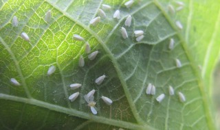 白粉虱消灭小窍门（白粉虱消灭小窍门洋葱）