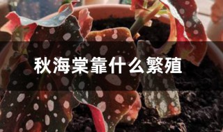 秋海棠用什么繁殖（秋海棠用什么繁殖后代?教你秋海棠的繁殖方式）