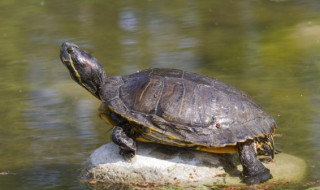 十大不建议养的乌龟有哪些 十大不建议养的乌龟有哪些品种