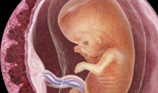 胎盘前壁是什么意思（b超显示胎盘前壁是什么意思）