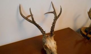 鹿角怎么吃 鹿角怎么吃法