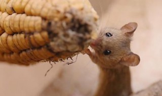 梦见好多老鼠是什么意思（女人梦见好多老鼠是什么意思）