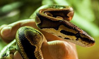 梦见杀蛇是什么意思（属蛇的梦见杀蛇是什么意思）