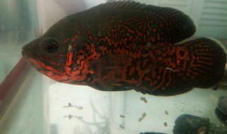 地图怎么养（地图怎么养好）