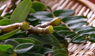 干铁皮石斛花怎么存放 干铁皮石斛花的保存方法