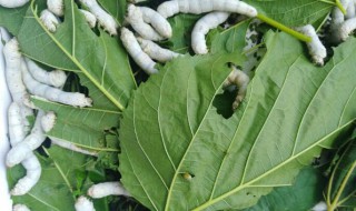 五龄蚕九天了都不吐丝怎么办（五龄蚕十天了还是猛吃不吐丝）