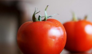 西红柿秧子叶黄是怎么回事 西红柿秧叶子发黄是什么原因