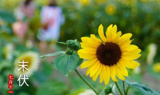 初伏中伏末伏哪个最热哪个凉快 初伏最热还是中伏最热