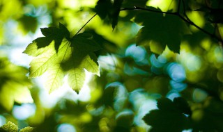 2021年初伏是几月几号（2021年初伏是几月几号几点几分）