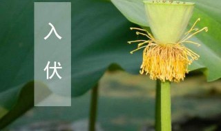 初伏中伏末伏是什么意思（初伏中伏末伏是什么意思）