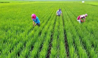 小暑农事有哪些 小暑的农业活动是什么