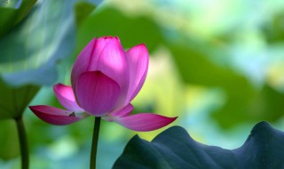 2021年头伏是哪天（2021年头伏是哪天几点）