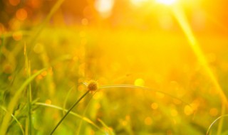 夏至入伏是怎么计算的（夏至是入伏的开始吗 三伏天怎么算）