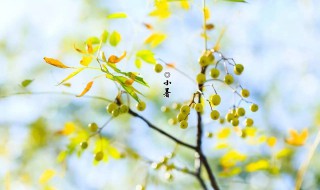 小暑天下雨好还是不好（小暑这天下雨好吗）