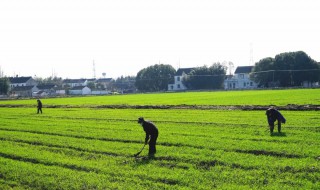 2021年大暑农事注意事项（2021年大暑农事注意事项图片）