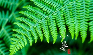 小暑大暑哪个热 大暑跟小暑哪个热