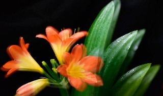 君子兰侧芽怎么分株? 君子兰怎么长侧芽