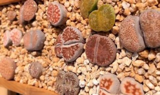 生石花蜕皮怎么养护? 生石花怎么褪皮