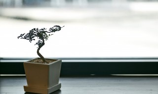 花土里有白蚁怎么办?（花土里有白蚁怎么办视频）