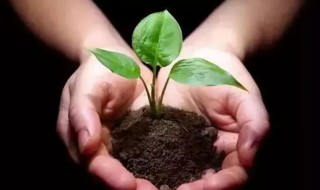 花肥怎么施更有效果?（花施肥怎么施肥）